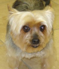 yorkieafter.jpg